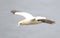 Northern Gannet in flight