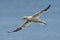 Northern gannet in flight