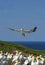 Northern Gannet in flight