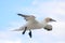 Northern Gannet in flight with legs down