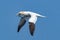 Northern gannet in flight under the sky