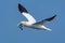 Northern gannet in flight under the sky