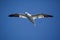 Northern Gannet Flying