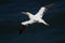 Northern Gannet flying by the cliffs of Bempton Cliffs, Flamborough Head, East Yorkshire, UK