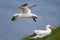 Northern Gannet flying by the cliffs of Bempton Cliffs, Flamborough Head, East Yorkshire, UK