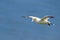 Northern Gannet flying by the cliffs of Bempton Cliffs, Flamborough Head, East Yorkshire, UK