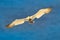 Northern gannet, flying with nesting material in the bill, with dark blue sea water in the background, Helgoland island, Germany.
