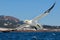 Northern Gannet flying open wings