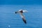 Northern gannet fou de bassan on bonaventure island canada, quebec, perce