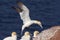 Northern Gannet landing