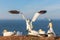 Northern gannet landing with spreadout wings at cliffs of Helgoland