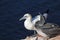 Northern Gannet (Morus bassanus)