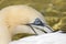 Northern Gannet (Morus bassanus)