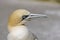 Northern Gannet (Morus bassanus)