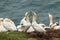 Northern gannet (Morus bassanus)