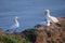 Northern gannet Morus bassanus family with a young nesting, the seabirds live on the rocks of the north sea island Heligoland,