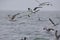 A Northern gannet Morus bassanus in flight between a group of seagulls hunting for fish far out in the North Sea.