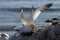 Northern Gannet (Morus bassanus) Germany