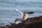 Northern Gannet (Morus bassanus) Germany