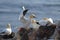 Northern Gannet (Morus bassanus) Germany