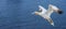 the Northern gannet (Morus bassanus), Helgoland island ,Germany