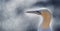 the Northern gannet (Morus bassanus), Helgoland island ,Germany