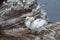 Northern Gannet Morus bassanus, mating gannets on cliffs, Helgoland in Germany, bird colony, beautiful birds,