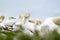 Northern Gannet Morus bassanus, mating gannets on cliffs, Helgoland in Germany, bird colony, beautiful birds,