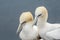 Northern Gannet Morus bassanus, mating gannets on cliffs, Helgoland in Germany, bird colony, beautiful birds,