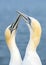 Northern Gannet Morus bassanus, mating gannets on cliffs, Helgoland in Germany, bird colony, beautiful birds,