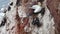 Northern gannet Morus bassanus nesting on a rock