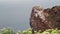 Northern gannet Morus bassanus nesting on a rock