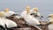 Northern gannet Morus bassanus nesting on a rock