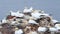 Northern gannet Morus bassanus nesting on a rock