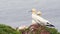 Northern gannet Morus bassanus nesting on a rock