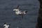 Northern Gannet & x28;Morus bassanus& x29; , Norway