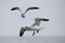 A Northern gannet Morus bassanus ready to dive for fish far out in the North Sea.