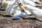 Northern Gannet mother feeding her baby on Bonaventure Island, off the coast at Perce, Gaspe Peninsula, Quebec,