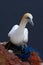 Northern Gannet in nest with white egg. Sea birds on the coast rock. Beautiful birds in love. Pairs of animals on Helgoland Island