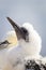 Northern Gannet nestling - Morus bassanus