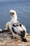 Northern Gannet nestling - Morus bassanus