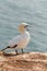 Northern Gannet with open beak standing on red sandstone cliff, Helgoland