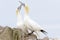 Northern Gannet pair in courtship