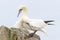 Northern Gannet pair in courtship