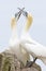 Northern Gannet pair in courtship