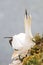 Northern Gannet on a rocks edge with wild flowers