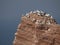 Northern gannet seabirds, Morus bassanus gathered on a big cliff