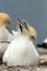 Northern gannet sitting on its nest