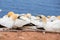 Northern gannet sitting on the nest