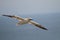 Northern Gannet Soaring Over The Saltee Islands,